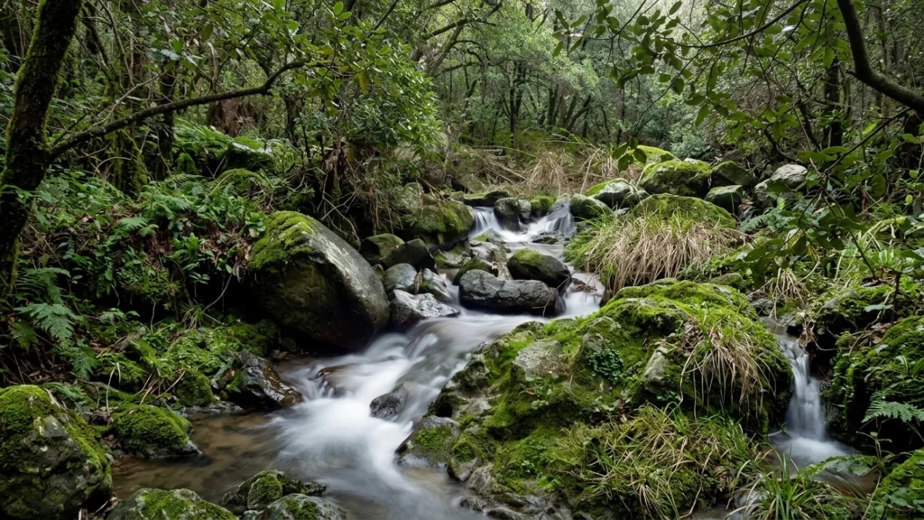 Torrent de montagne entre roches moussues dans la forêt de Yakouren